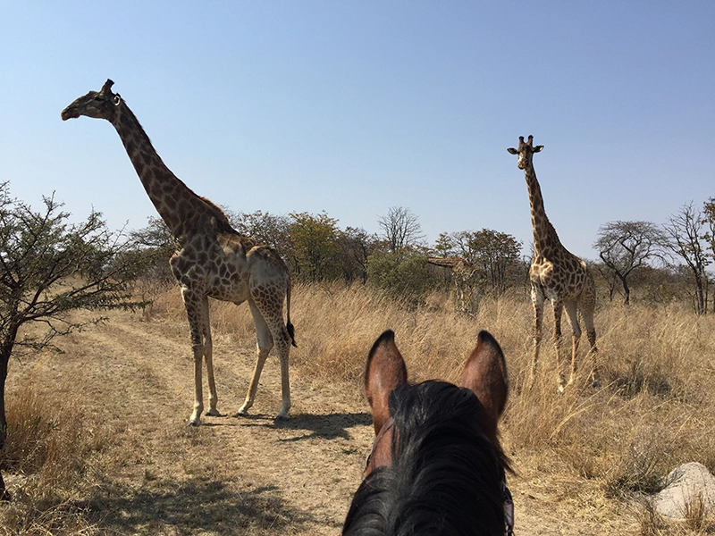 Observation d'animaux sauvages en Afrique lors dune randonnée à cheval