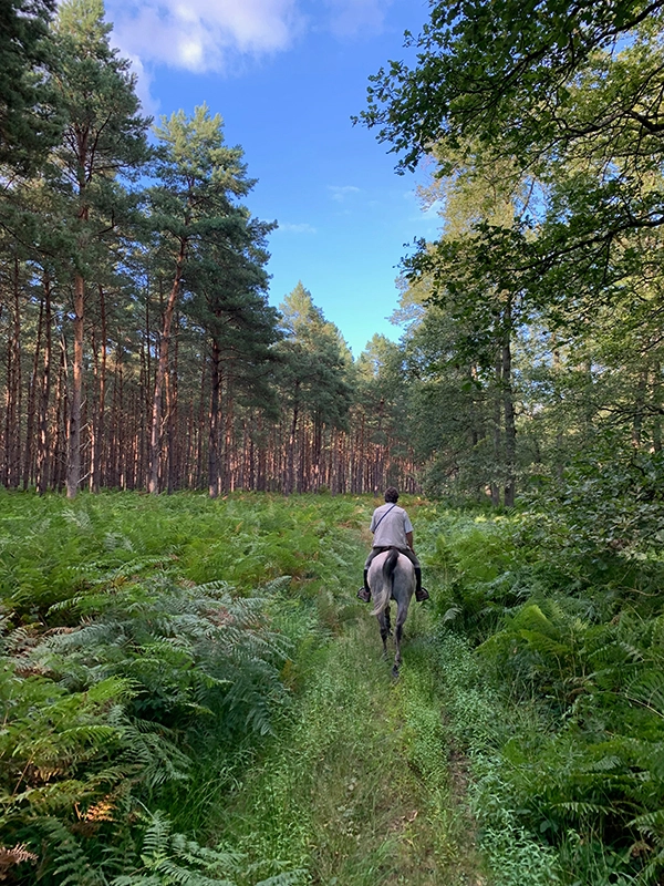 Cavalier évoluant sur un chemin de fougère en forêt d'Ermonville près de Paris