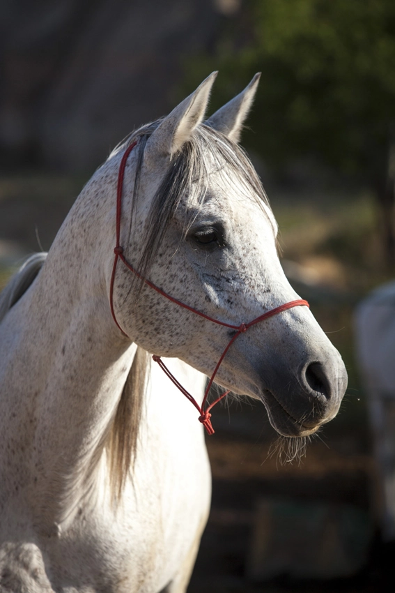 Portrait d'un cheval arabe en Cappadoce, en Turquie