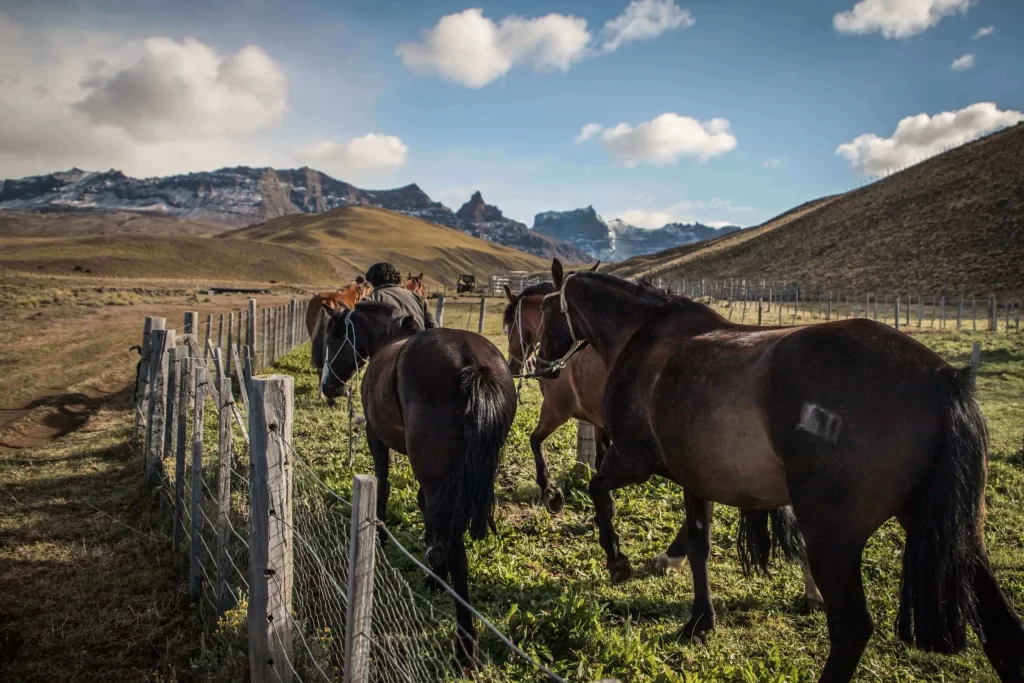 Chevaux en main lors du voyage à cheval en Patagonie avec Horseplorer