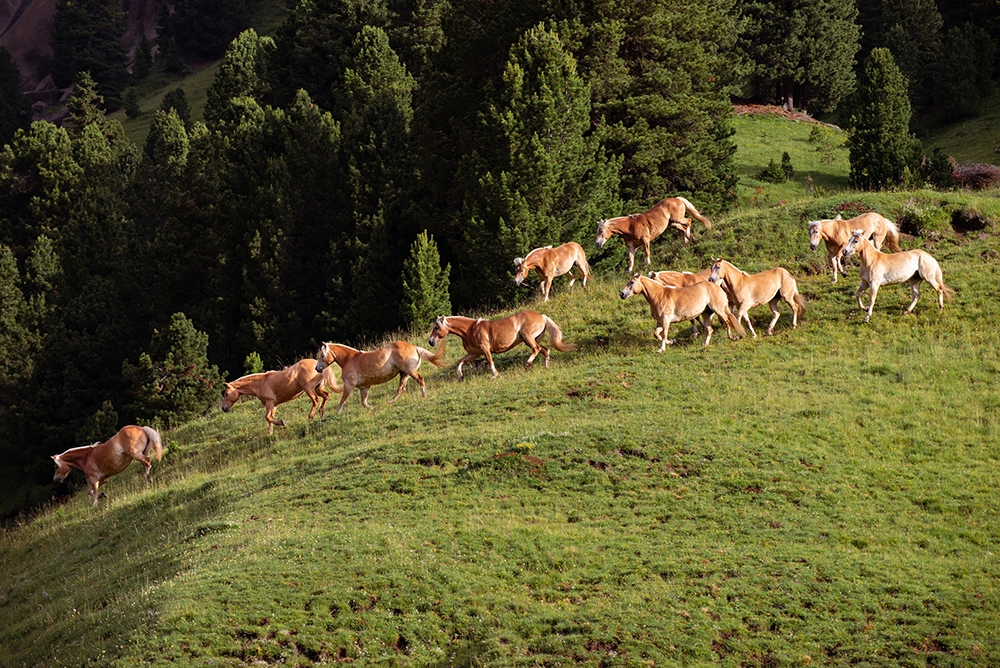 Troupeau de chevaux Halfingers en liberté