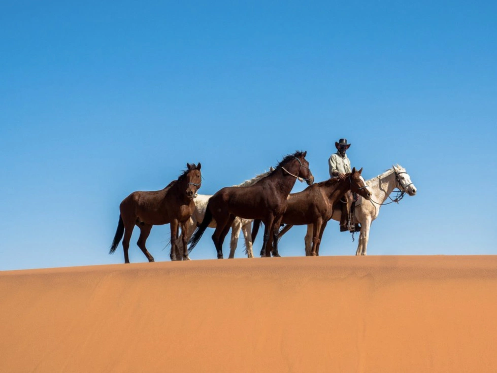Un cavaliers entouré de plusieurs chevaux sur une dune de Namibie