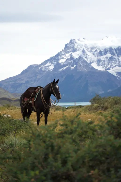 cheval noir en patagonie devant les montagnes de torres del paine au chili
