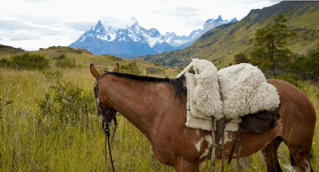 cheval en patagonie qui regarde le parc de torres del paine au chili