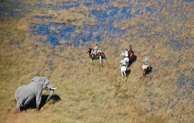 des cavaliers à cheval dans le delta de l'okavango au botswana devant un elephant