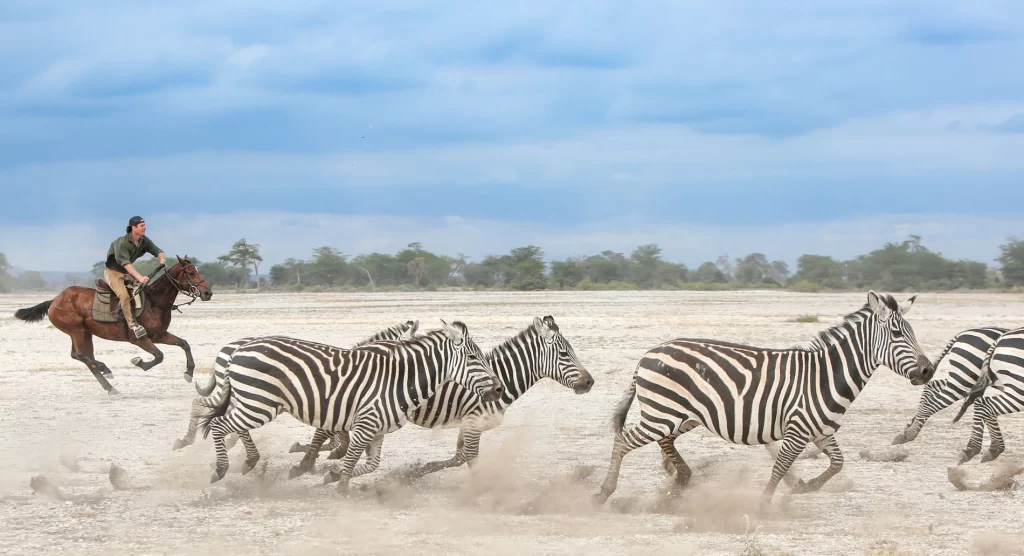 un cavalier au galop qui poursuit un groupe de zèbres en afrique