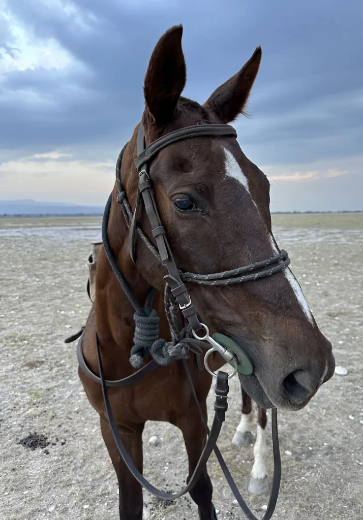 cheval pour les safaris équestre en tanzanie