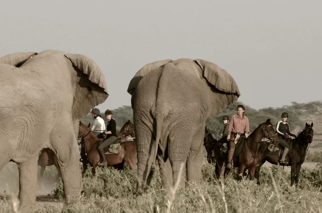 un groupe de cavalier face a deux éléphant en tanzanie