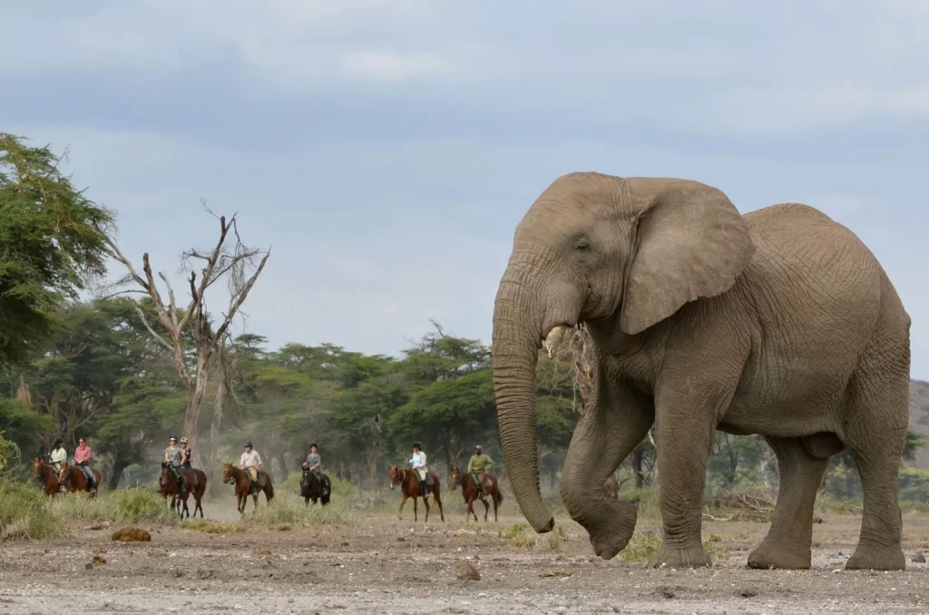 un groupe de cavalier derrière un éléphant