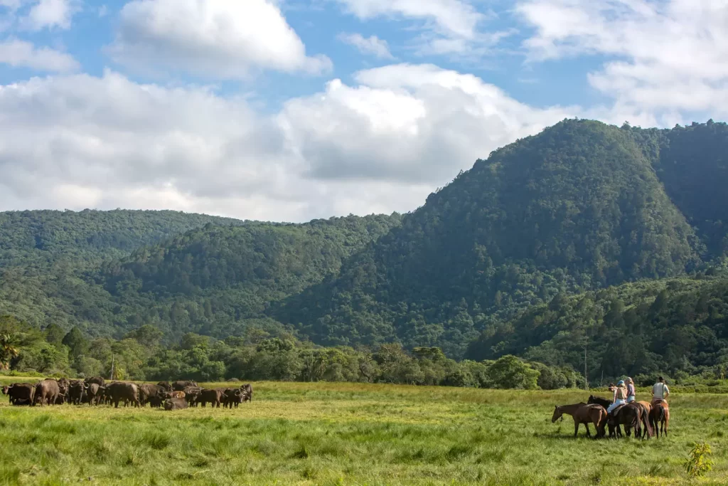 des cavaliers qui observent des bufles dans la foret d'arusha