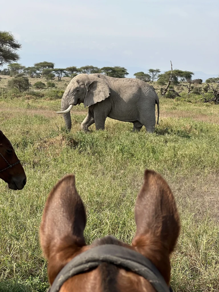 un éléphant dans la savane de tanzanie vue entre les oreilles d'un cheval
