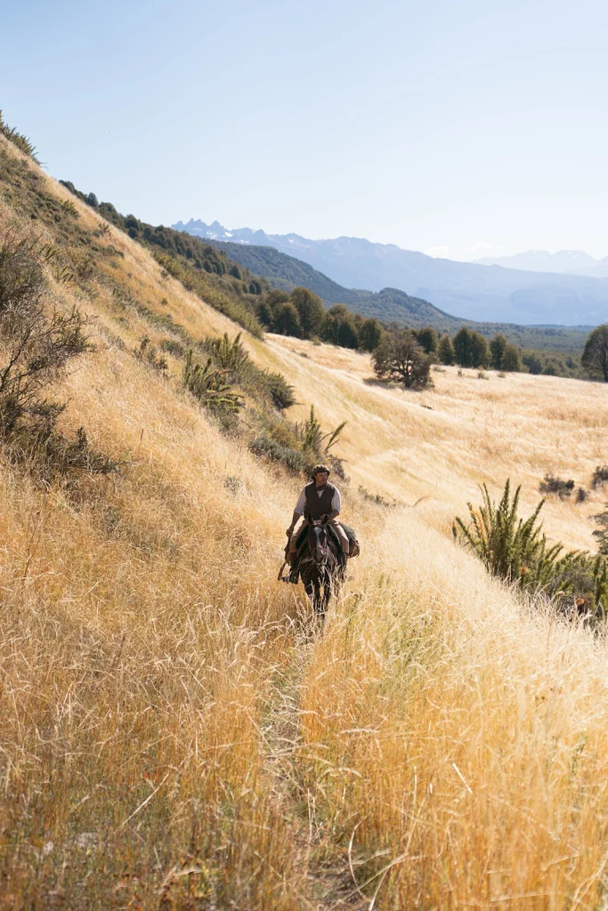 un cavalier dans les herbes hautes jaune de patagonie
