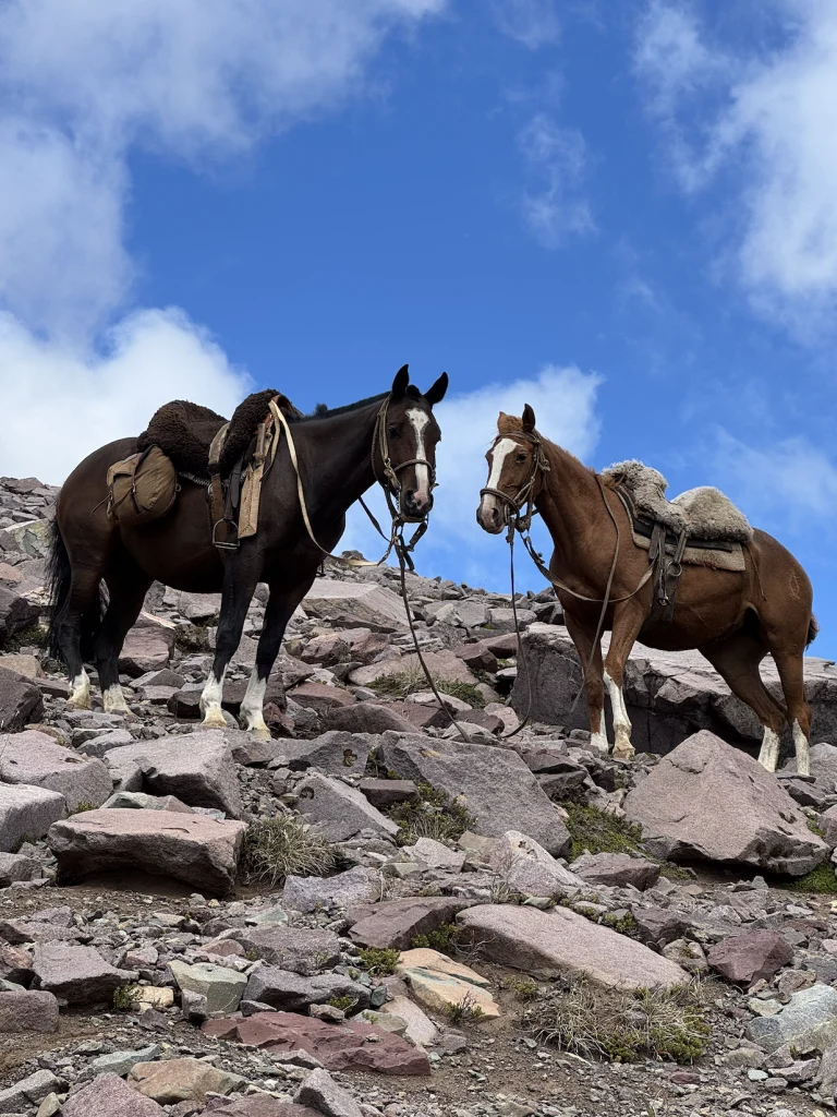 des chevaux scellés dans la montagne