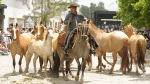 un gaucho avec ses chevauc durant la fiesta san antonio de areco en argentine